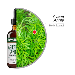 Nutramedix Artemisia Annua