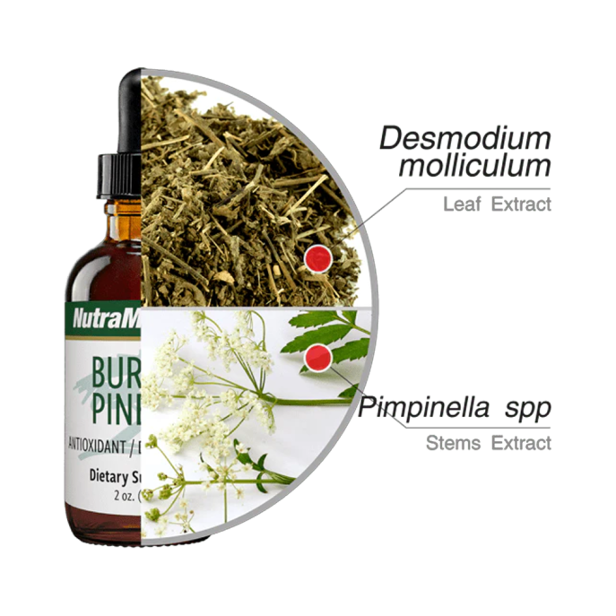 Nutramedix Burbur Pinella